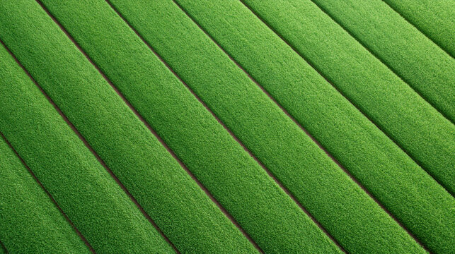 Green crop field forming abstract striped landscape with parallel rows and rich agricultural texture