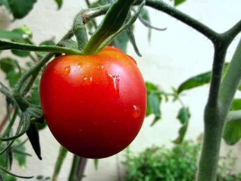 Rote Tomate am Tomatenstrauch mit Regentropfen