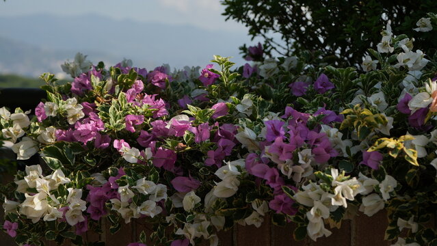 Flores