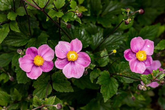 Pink Anemone Flower