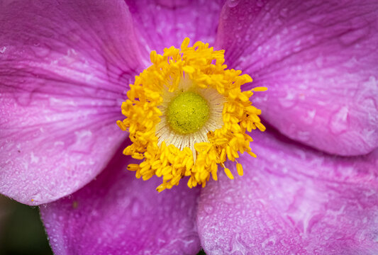 Pink Anemone Flower