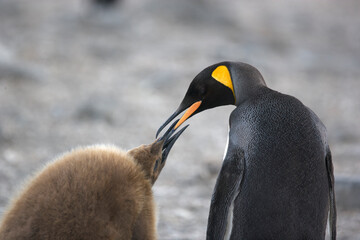 Juvenile king penguin chick begging food from an adult King Penguin on South Georgia Island © willtu