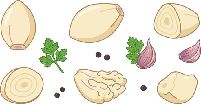 Fresh garlic and shallot vector illustration set featuring whole cloves sliced pieces parsley leaves and peppercorns on white background