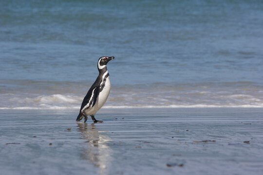 Magellanic penguin walking on a beach on the Falkland Islands