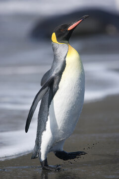 King penguin strutting on South Georgia Island
