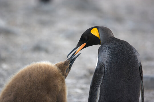 Juvenile king penguin chick begging food from an adult King Penguin on South Georgia Island