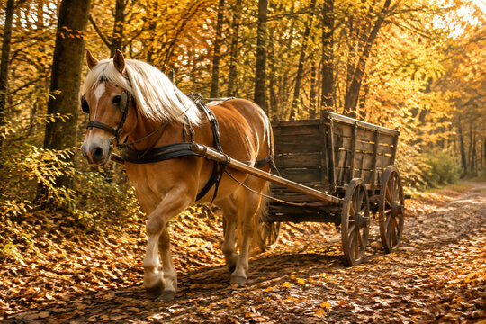 Haflinger horse pulling a rustic wooden cart on an autumn forest path.