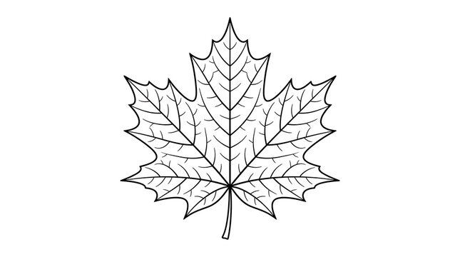 Black and white line art illustration of a single maple leaf