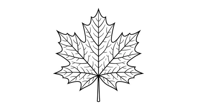 Black and white line art illustration of a single maple leaf