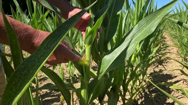 Agriculteur inspectant un plant de ma&iuml;s en croissance, avec &eacute;pi et panicule m&acirc;le, dans un champ agricole