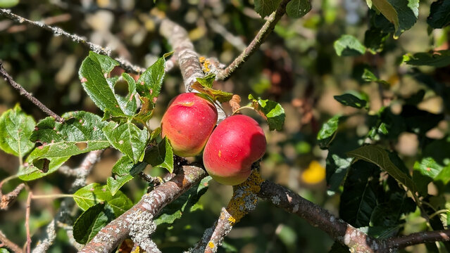 Red apples growing on tree branch in orchard under bright natural sunlight