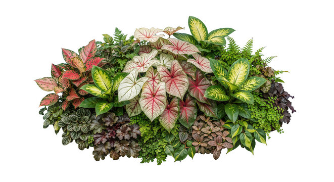 Small tropical plant garden on a transparent background