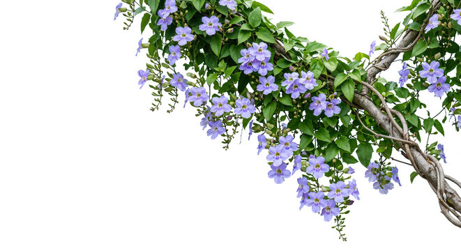 Foreground pink flowers on a transparent background