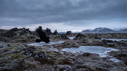Naklejka premium Black raven flying over dramatic Nordic landscape with rocky wilderness and distant snowy mountains. Concept of flight, wildlife, bird flying, iceland nature, black bird, wild animal. Copy space.