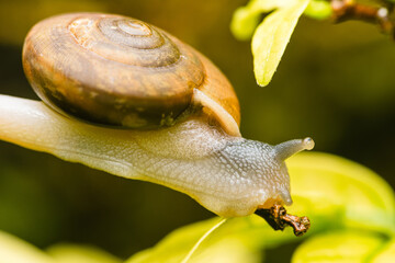 Snail crawling on green leaf slowly exploring environment © Pawich Sattalerd