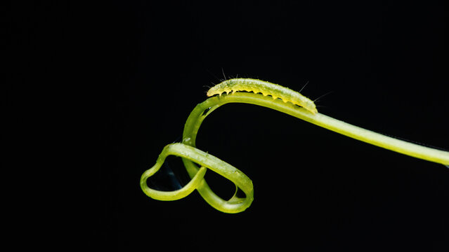 Green caterpillar crawling on plant tendril against black background