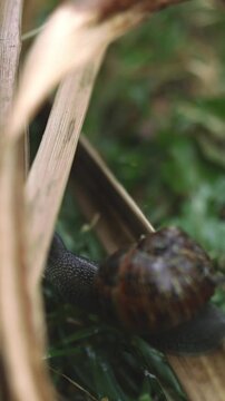 Snail Crawling Through Green Grass in Nature