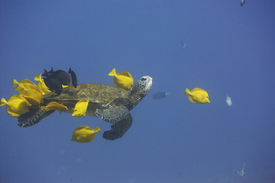 Green sea turtle being cleaned by fish as it swims along off the coast of Hawaii