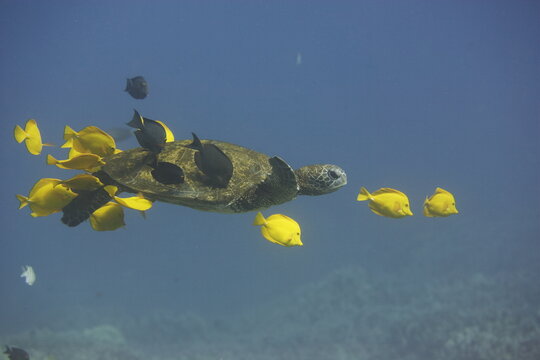 Green sea turtle being cleaned by fish as it swims along off the coast of Hawaii