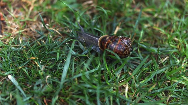 Snail Crawling Through Green Grass in Nature