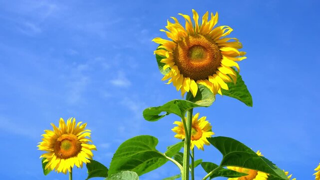 Beautiful field of sunflowers under clear blue sky. Yellow sunflower swaying in a wind, sunny summer day.