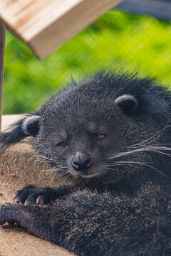 動物園で撮影したビントロング（クマネコ）のクローズアップ
