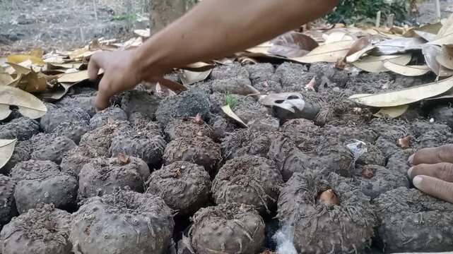 Farmer holding porang tuber seed amorphophallus muelleri corm for healthy food industry