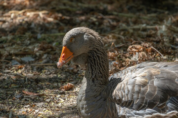 Greylag goose resting on ground with orange beak © João Macedo