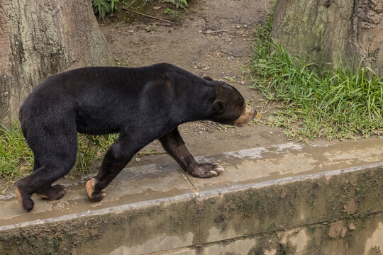 動物園で撮影したマレーグマのクローズアップ