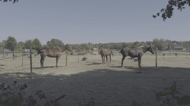 Young and beautiful horses on the polo field