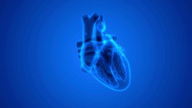 Beating human heart in x-ray. 3D animation of a beating human heart. Animated digital human heart beat with pulsating wave background for science medical health cardiology projects.. Functioning