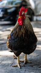 Proud rooster standing on a city sidewalk © di-photo