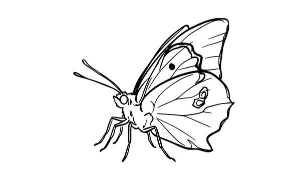 California Dogface Butterfly Hand Drawn Doodle Line Art Vector