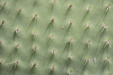 Green cactus surface showing sharp spines texture © João Macedo