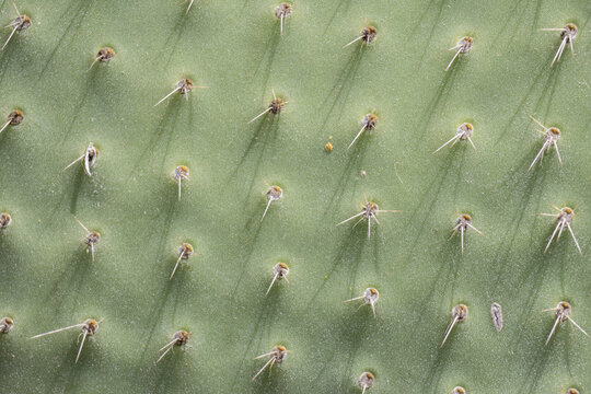 Green cactus surface showing sharp spines texture