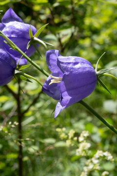Vertical side profile of a single violet bellflower showing its white pistil and open petals. Great for vertical botanical macro art, floral texture backgrounds, and nature study photography.