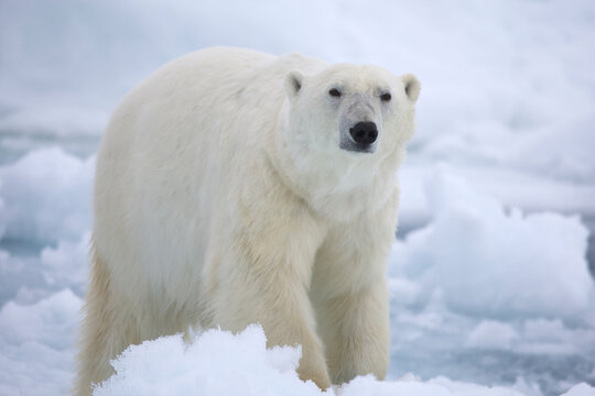 Polar bear on sea ice near Svalbard