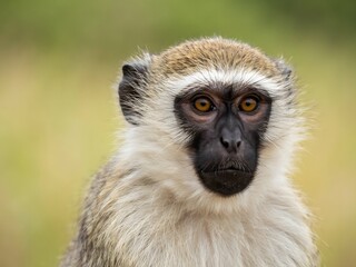 Obraz premium Close-up of a Lemur with Bright Eyes in Natural Habitat