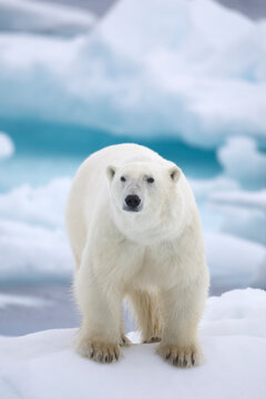 Polar bear on sea ice near Svalbard