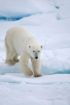 Polar bear on sea ice near Svalbard