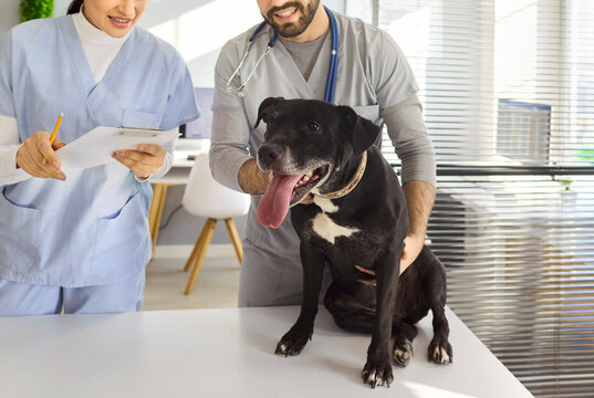 Veterinarian nurse with dog during clinic checkup. Team supports terrier on exam table, noting details and planning treatment for better pet health. Concept shows professional veterinary care.