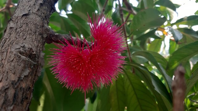 Close-up macro photography of vibrant pink or red pom-pom like flowers of the Malay apple or jambu bol tree, with green leaves.
