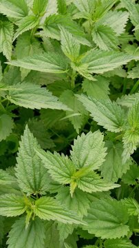 Fresh green nettle blowing in wind. Close up of nettle medical plant.