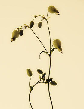 sil&egrave;ne  enfl&eacute; , plante herbac&eacute;e , comestible ,qualit&eacute; gustatives , sil&egrave;ne commun , esp&egrave;ce vivace , nature sauvage 