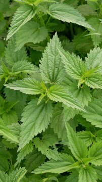 Fresh green nettle blowing in wind. Close up of nettle medical plant.