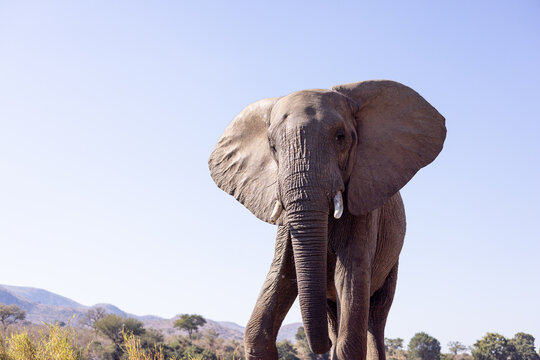 View of an African elephant with large ears and tusks standing in the savanna under a clear blue sky in Kruger National Park, South Africa.