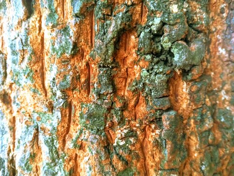 tree bark texture