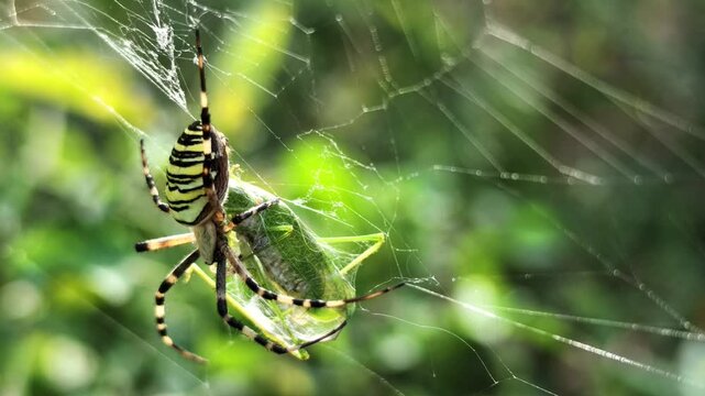 Wespenspinne, Argiope bruennichi im Netz mit Beute, Heuschrecke