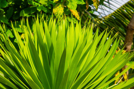 Mountain dragon tree (Dracaena draco) growing in Vietnam, featuring a dense crown of long green leaves and distinctive tropical ornamental foliage.