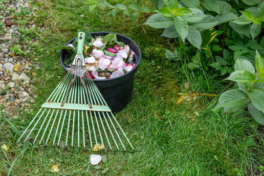Garden rake and bucket filled with rose petals